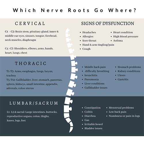 Chiropractic Crystal Lake IL Cervical Vertebrae